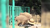 野生动物园一小象的头卡进护栏，一旁的母象急得狂吼暴走