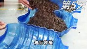 小白菜这样种很既简单，30天就能收获，动动手就能满足全家的需求