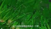 过年餐桌上别少了这道蚝油菠菜，做法简单，好吃又解腻