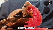 小乌龟遇上西瓜做的帆船，二话不说直接吞进肚子里！