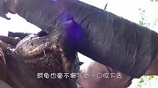 鳄龟的咬合力有多强？作死男子亲身试验，下一秒后悔不已！