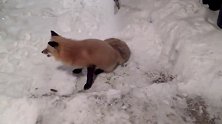 下雪天,一只狐狸向人类讨要食物,太可爱了!