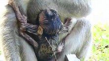 猴子新生儿把妈妈抱得紧紧地，真温馨