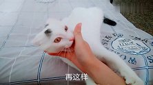 面对如此暴躁脾气爱咬人的猫咪，铲屎官想把它丢掉，朋友们怎么看
