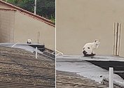 巴西一小猫长有独特斑纹 趴屋顶上被误以为是一只狗
