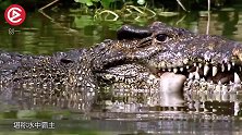 鳄鱼最大的天敌，5秒就能消灭鳄鱼，鳄鱼看到只想逃命！