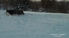 七只小二哈雪地里撒欢，跑起来都呛着了，太萌了