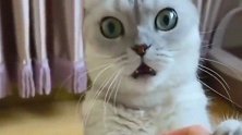 猫咪：铲屎的别唱了，太难听了，可要了我的猫命了