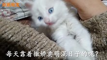 写卷子时候千万别让猫咪靠近，结果让人心酸
