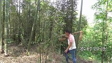 农村四哥：王四上山挖苦笋，回来后妈妈做了一大盘，可好吃了
