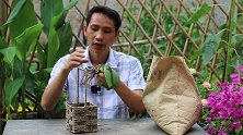 用手工艺品种上蝴蝶兰，太搭配了