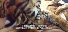 老话讲：老虎舔一下，一块皮掉下，是真的吗看完秒懂