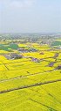 这里是四川西高，带你去看万亩油菜花