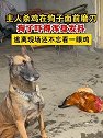 主人杀鸡磨刀，狗子吓得浑身发抖，逃离现场还不忘看一眼鸡