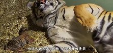 虎妈妈难产失去宝宝，饲养员扔了几只猪崽子，两月后动物园炸了锅