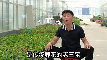 骨粉，饼肥，粪肥都有什么用？分辨供给什么？养花新老三宝讲解。