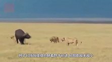 狮群生擒落单野牛正要享用，突然地面传来咚咚声！大象前来救驾！