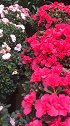 春节将至，利用空闲看看花市有钱没钱买盆花过年