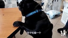 巴哥拼命够狗粮的样子太逗了，巴哥：太欺负人了