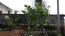 茉莉花开花没赏够？教你延长花期的方法