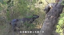 小野牛打量豹子，豹子躲在树上不敢下来，网友：怂到家了