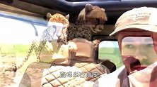 开盖即食？狮子咬开游客车门，让他们感受什么叫一秒看见奈何桥！