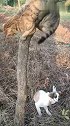 狗子：我就在树下面守着，我就不信你不下来！