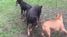 美国的比特犬1对2挑战罗威纳犬,场面太凶猛了!