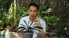 想让君子兰叶片肥厚，纹路清晰，那么这1项工作必不可少