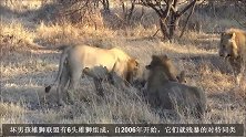 流浪雄狮四兄弟入侵狮群，杀害反抗的母狮，用以立威