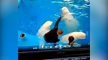 俄罗斯：海参崴一家水族馆内白鲸拒绝亲吻驯兽员遭拳打脚踢