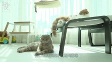 小黄猫不停的摇动尾巴，刚好打在小灰猫头上，小灰猫举动十分滑稽