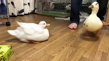 哎呦喂，家里养两只鸭子，原来会有这么多乐趣
