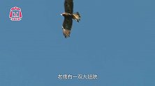 老鹰高空俯冲捕食猎物，被它盯上难逃一劫，还曾伤害过人类