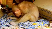 猴子宝宝低头沉思，它想自己的猴妈妈了