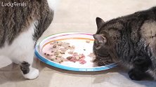 真是无敌可爱的猫咪呢，看这蠢萌的样子，养一只吧！