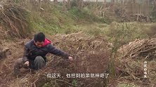 农民挖到不能吃的“菜”，专家800元买下，如今是镇馆之宝