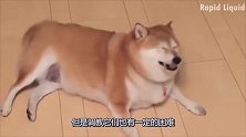 主人把柴犬养的胖墩的的，走起路来屁股一扭一扭的，场面十分滑稽