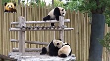 熊猫宝宝加盼盼太淘气，被妈妈收拾，妹妹在一旁看热闹