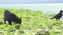 黑猫：海藻好咸啊！我的舌头都不听话了