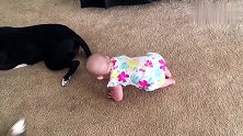 家里的两条边牧犬教小宝宝爬行，这样的画面看着真的是满满的爱！