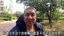 杏子被风刮掉了！园艺老手捡回家两大桶，简单方法沤制园艺有机肥
