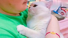 店猫锤锤：我和贾宝玉一样最喜欢抱了，发出了猫咪幸福的呼噜声