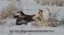 老鹰高空俯冲把一只猫头鹰按在地上，但是结果却让人意外！