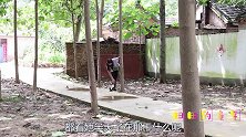 暑假防范意识1：大叔“不安好心”找大鱼问路，被田田当场揭穿！