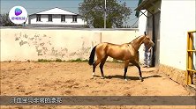 当格力犬遇上汗血宝马谁跑的最快？起跑之后，网友：爆发力太强了