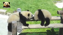 爬上木架的熊猫宝宝本想伸手打别熊，结果自己摔下去，好尴尬