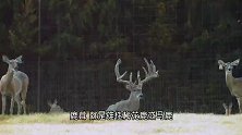 鹿为躲避采集，5年时间头上长满了角，头部快压垮了