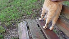 坐在公园的长椅上，一只流浪猫跑过来求撸，满脸的期待