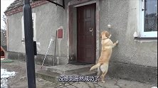 拉布拉多因太调皮，大过年的被主人关在门外，它竟然还知道按门铃